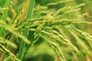 rice field