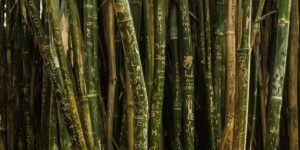 bamboo-production-business-2_opt
