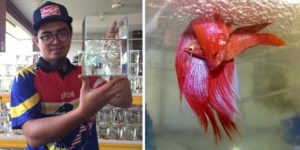 Engineer Quits Career to Become a Fish Breeder, Now Earns Huge Income