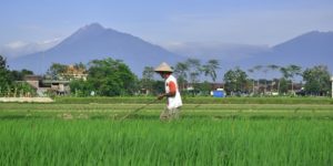 a farmer plowing his rice field