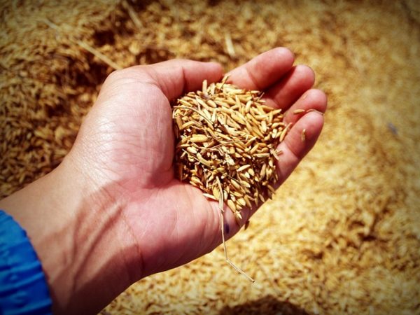 DA to Farmers: ‘Sell Your ‘Palay’ to NFA and Get P50K Loan’