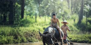 boy riding a buffalo in the ricefield
