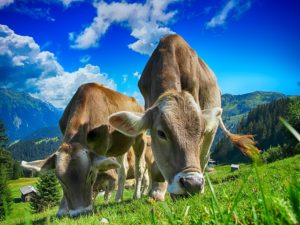 dairy sector