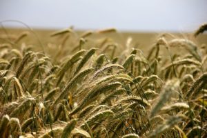 Philippine as one of the world's top agri-tourism