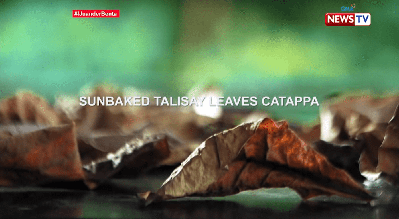 Lucky Woman Builds Business by Selling Talisay Leaves, Earns Php49 Per Pack of 10