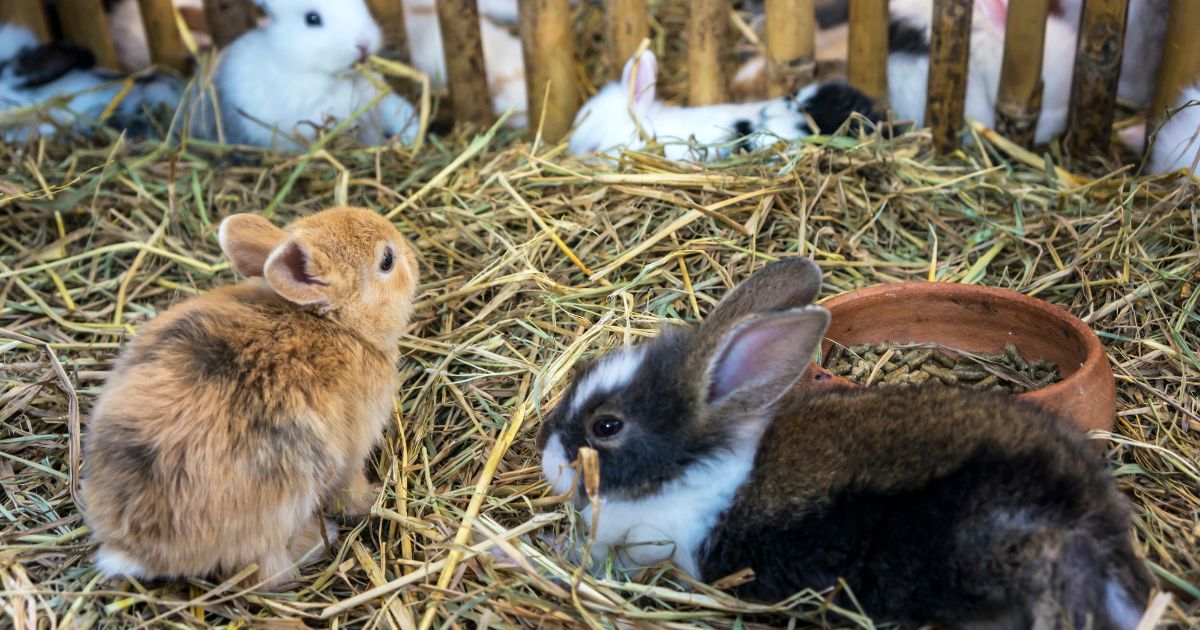 Lani Mercado & Richard Gomez Promote Rabbit Farming As Sustainable Livelihood Option