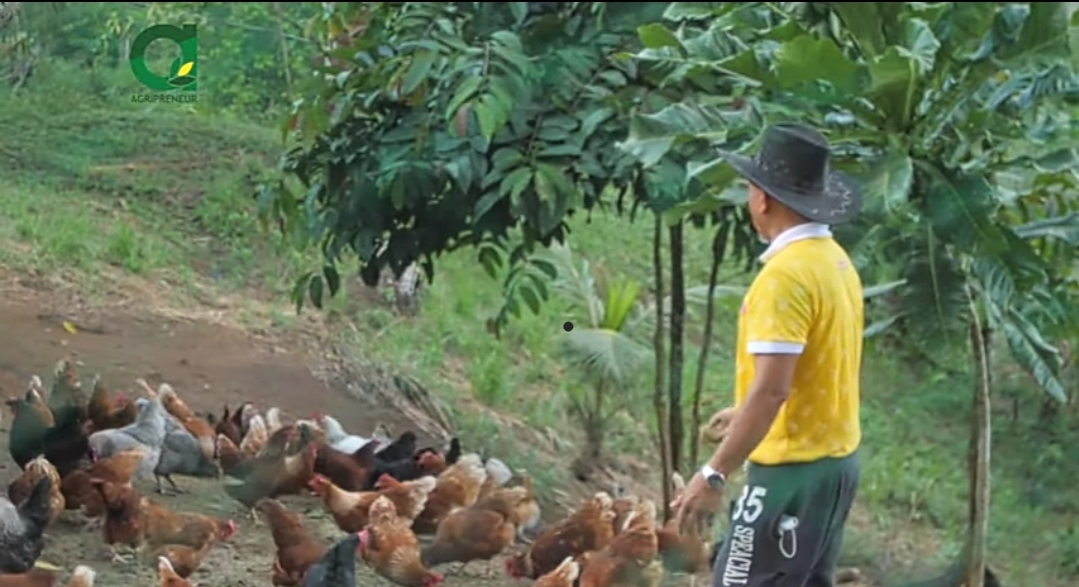 4 Helpful Tips In Starting A Free-Range Chicken Farm From A Poultry Expert