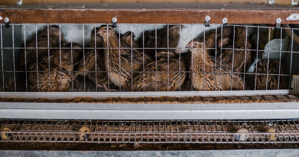Quail Farmer Shares Helpful Tips To Start Quail Egg Business