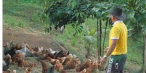 4 Helpful Tips In Starting A Free-Range Chicken Farm From A Poultry Expert