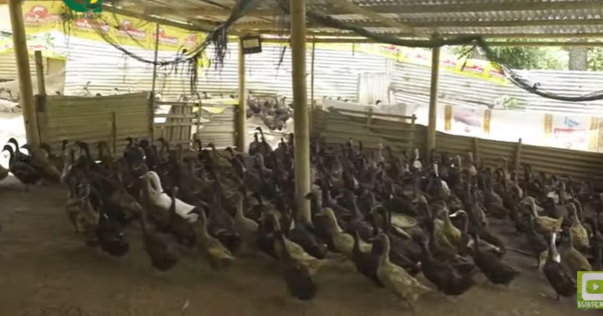 Agripreneur From Bohol Shares Success Story Of Building Her Own Duck Farm
