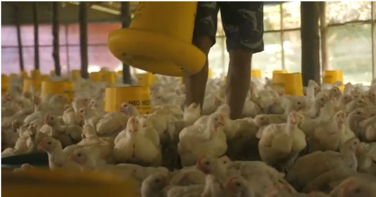 Agripreneur Broiler Tavuk Çiftliği Nasıl Başlatılacağına İlişkin İpuçları Paylaşıyor