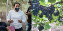 Davaoeña Grows Grapes And Builds A Vineyard in Gensan